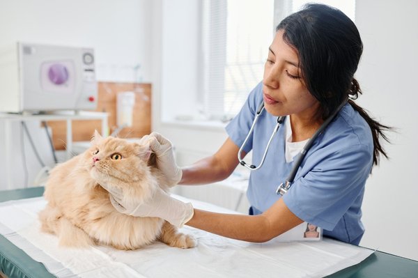Assurance santé pour chat : guide pratique pour bien choisir